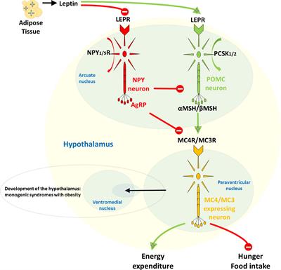 Heterozygous Genetic Variants in Autosomal Recessive Genes of the Leptin-Melanocortin Signalling Pathway Are Associated With the Development of Childhood Obesity